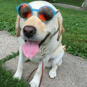 Meet your Posher, Allison